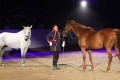 Marbach Classics 2019_Foto Thomas Warnack