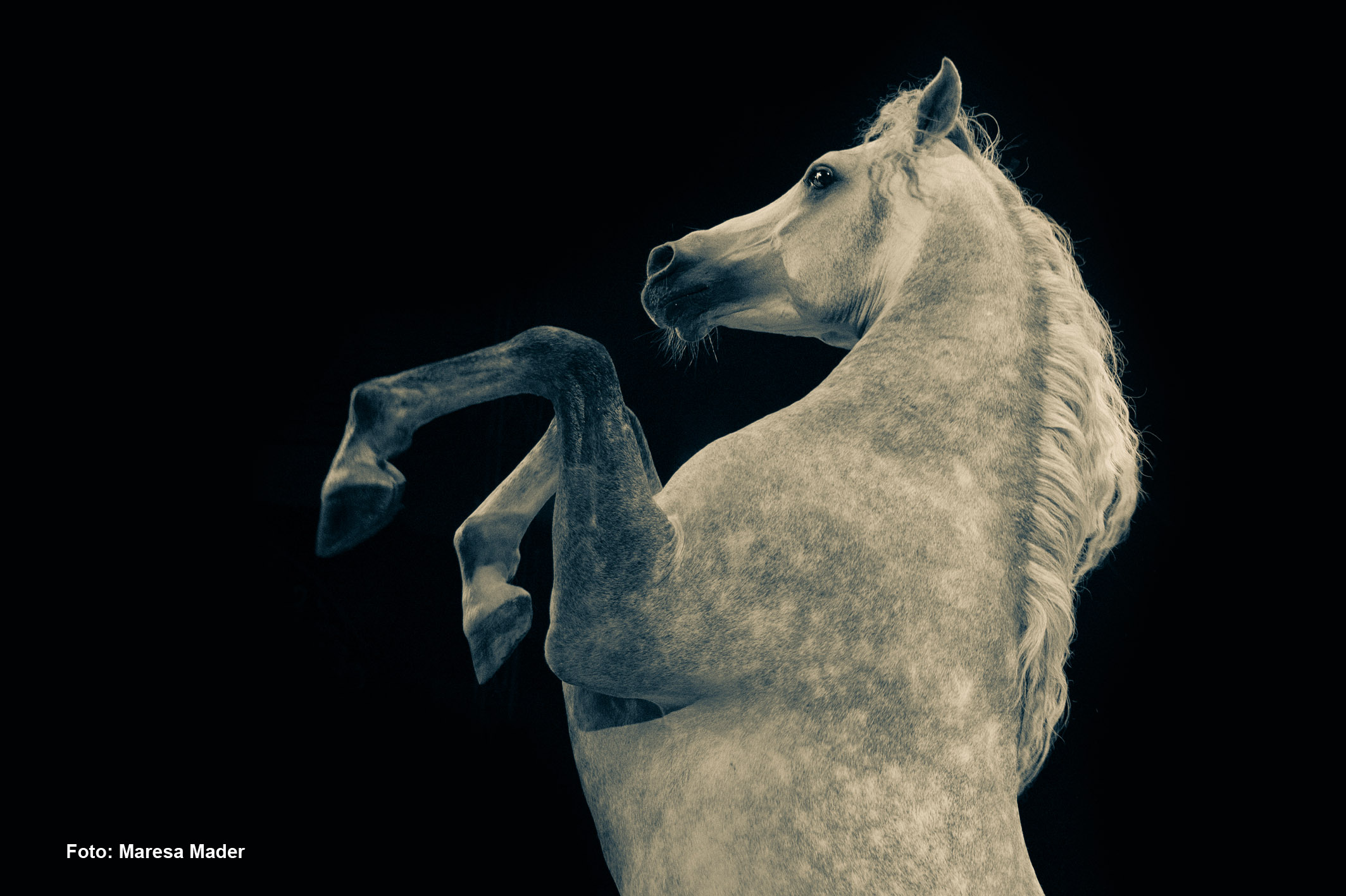 Freiheitsdressur Araber Circus Krone_Foto Maresa Mader